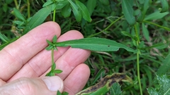 Symphyotrichum lanceolatum