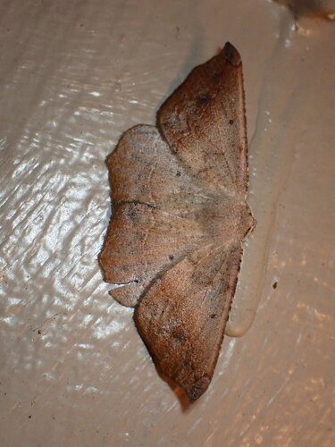 Prochoerodes forficaria photo 5