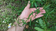 Symphyotrichum lanceolatum