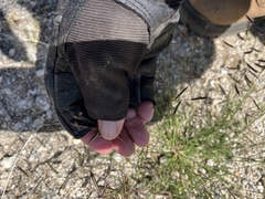 Bouteloua barbata barbata