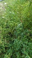 Symphyotrichum lanceolatum