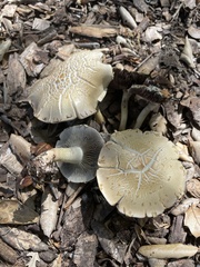 Leratiomyces percevalii