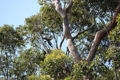 Eurystomus orientalis