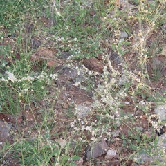 Cuscuta tuberculata