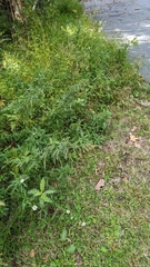 Symphyotrichum lanceolatum