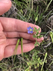 Erodium crinitum