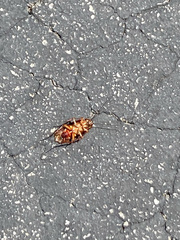 Periplaneta americana