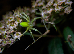 Micrommata virescens