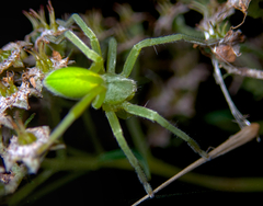 Micrommata virescens