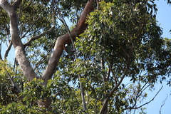 Eurystomus orientalis