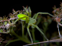 Micrommata virescens
