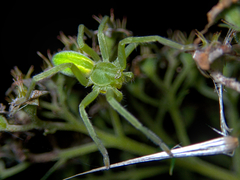 Micrommata virescens