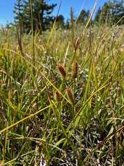 Carex utriculata