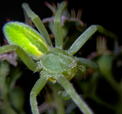 Micrommata virescens