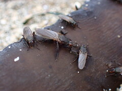 Coelopa