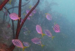 Atypichthys strigatus