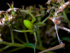 Micrommata virescens