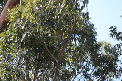 Eurystomus orientalis