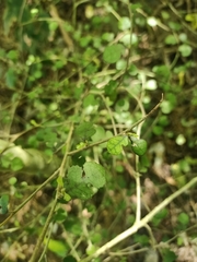 Streblus heterophyllus