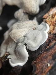 Kretzschmaria deusta