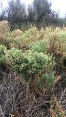 Baccharis neglecta