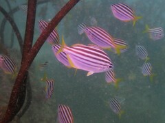 Atypichthys strigatus