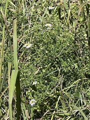 Symphyotrichum pilosum pilosum