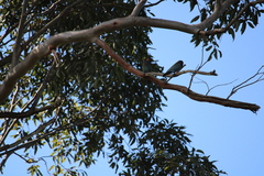 Eurystomus orientalis