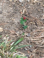 Trifolium incarnatum