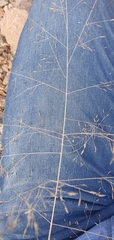 Muhlenbergia fragilis