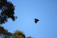 Eurystomus orientalis