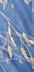 Muhlenbergia fragilis