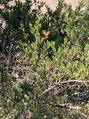 Ceanothus thyrsiflorus thyrsiflorus