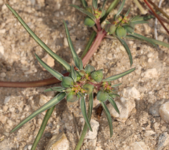 Euphorbia exstipulata