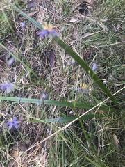 Dianella caerulea
