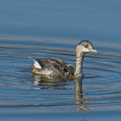 Poliocephalus poliocephalus