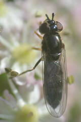 Platycheirus albimanus