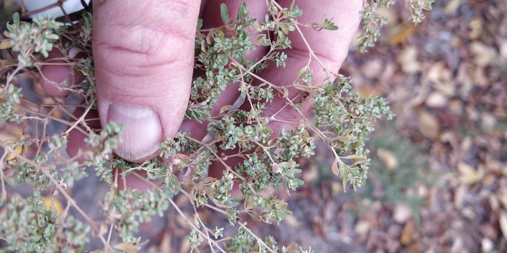 Thymeleaf Sandmat from Silver Creek Township, SD, USA on October 06
