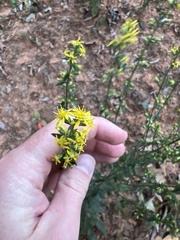 Solidago erecta