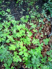 Geranium erianthum