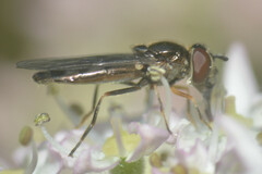 Platycheirus albimanus