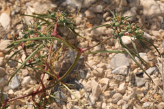 Euphorbia exstipulata
