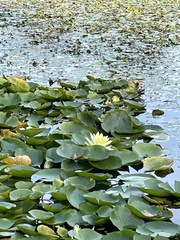 Nymphaea odorata