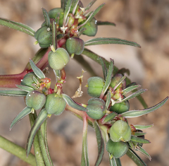 Euphorbia exstipulata