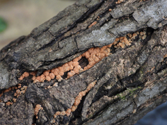 Nectriaceae