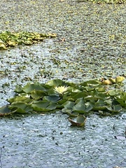 Nymphaea odorata