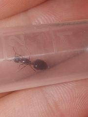 Crematogaster cerasi