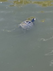 Deirochelyinae