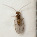 Ectopsocidae - Photo (c) Kim Falck, alguns direitos reservados (CC BY-NC), uploaded by Kim Falck