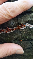 Endomychus biguttatus